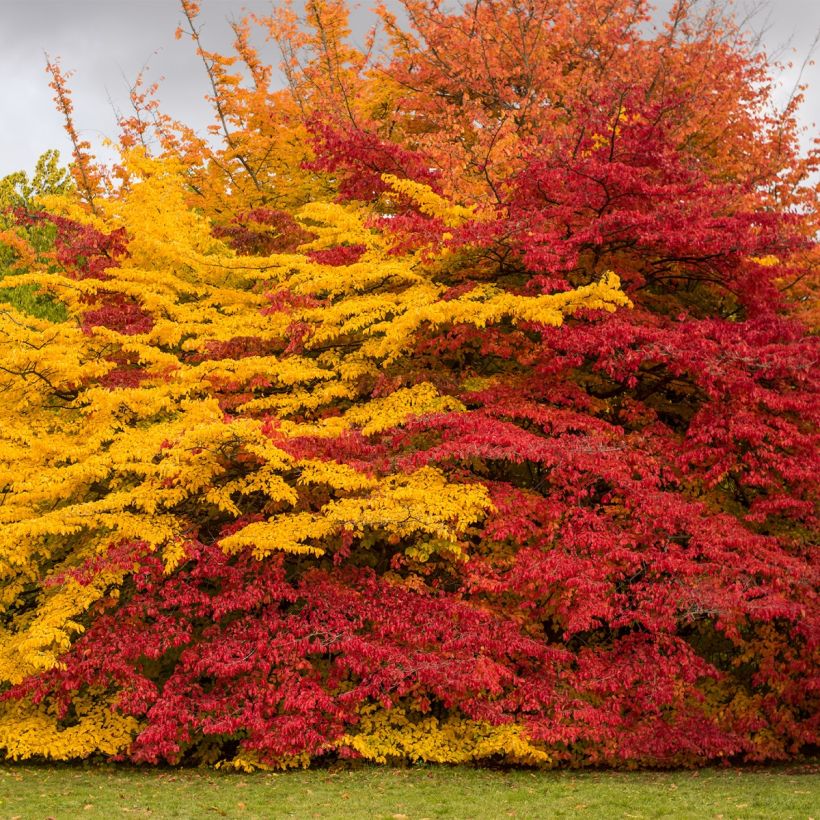 Sycoparrotia semidecidua Purple Haze (Porte)