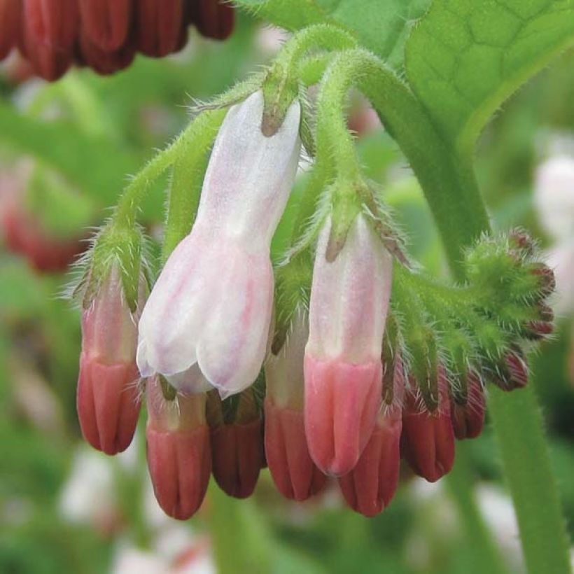 Symphytum grandiflorum Hidcote Pink - Consuelda (Floración)