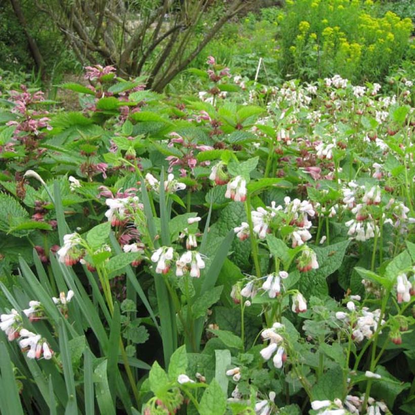 Symphytum grandiflorum Hidcote Pink - Consuelda (Porte)