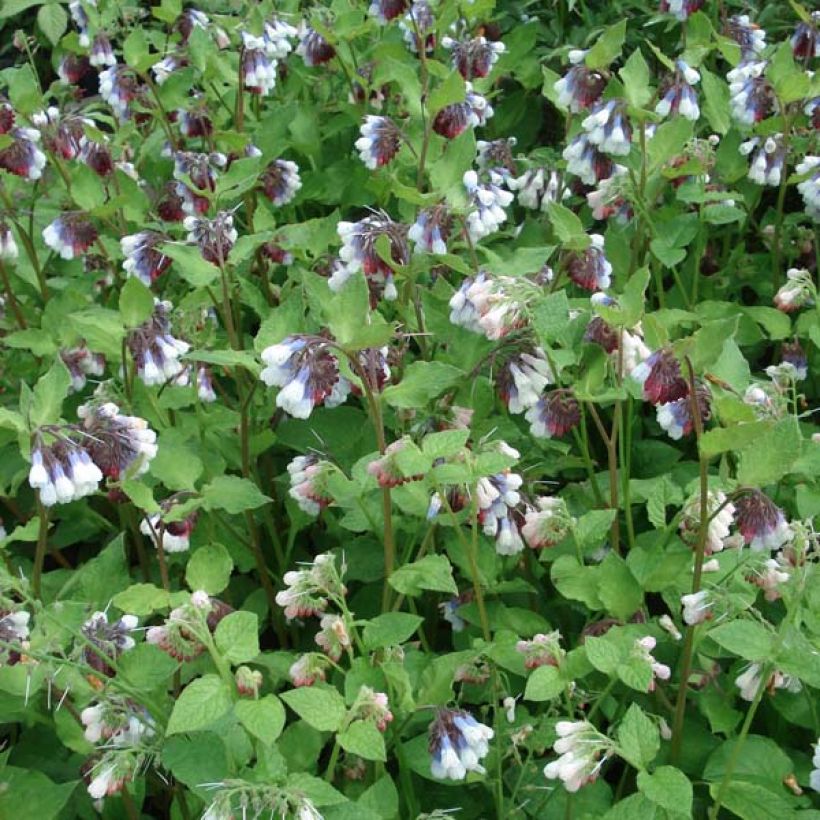 Symphytum grandiflorum Sky Blue Pink - Consuelda (Porte)