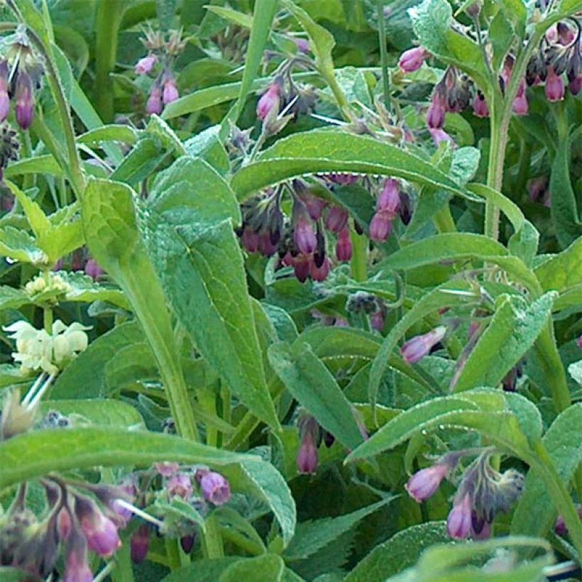 Consuelda - Symphytum officinale (Follaje)