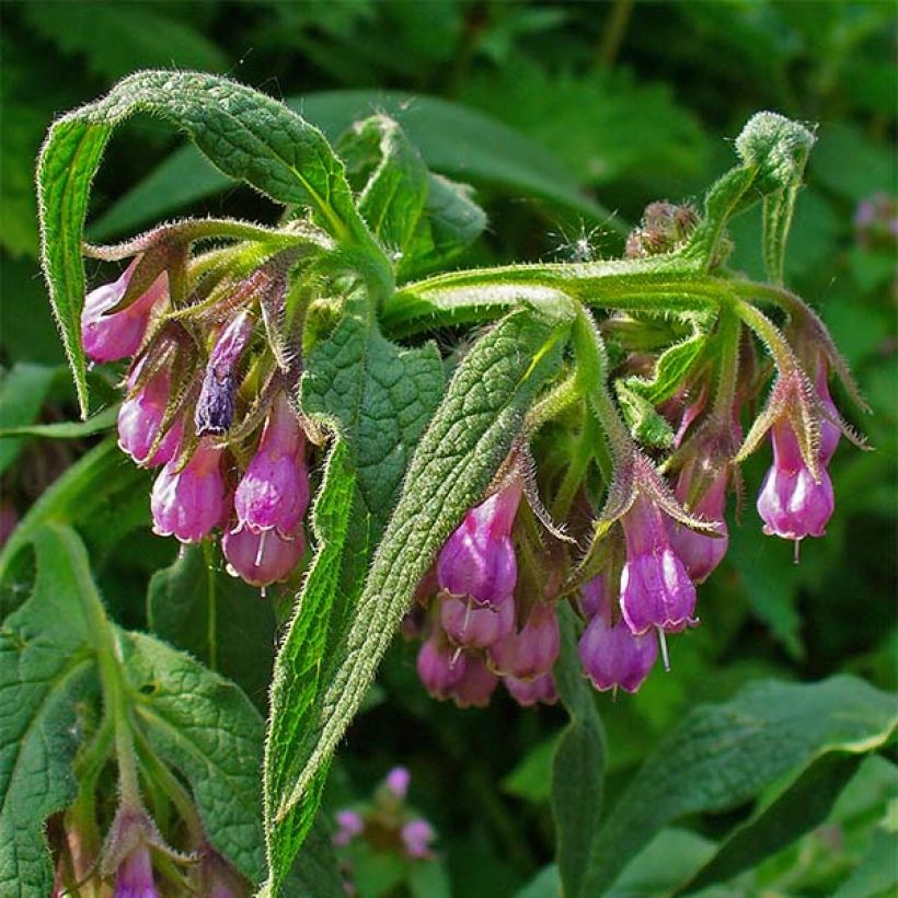 Consuelda - Symphytum officinale (Floración)