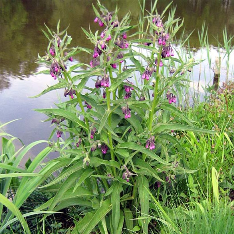 Consuelda - Symphytum officinale (Porte)