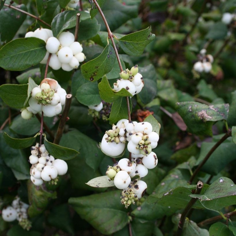 Symphoricarpos albus - Baya de nieve (Follaje)