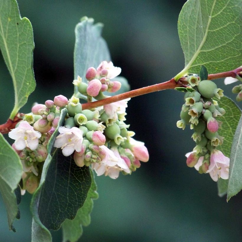 Symphoricarpos albus - Baya de nieve (Floración)