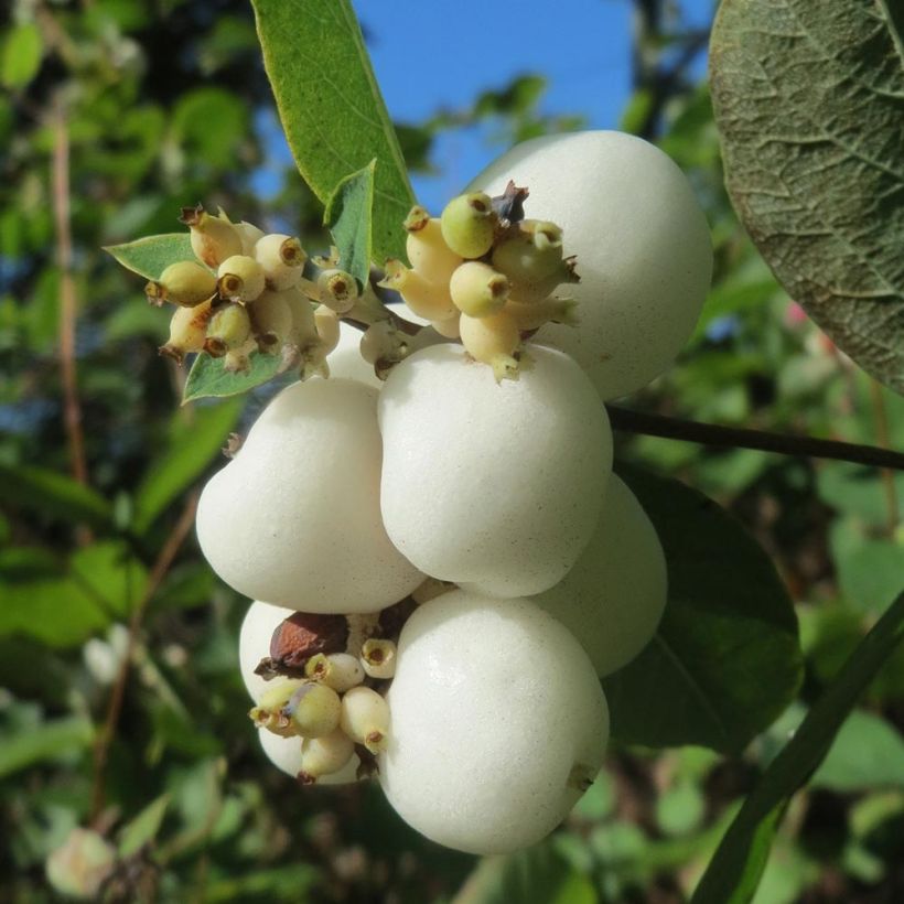 Symphoricarpos albus - Baya de nieve (Cosecha)