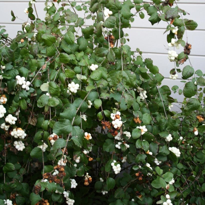 Symphoricarpos albus - Baya de nieve (Porte)