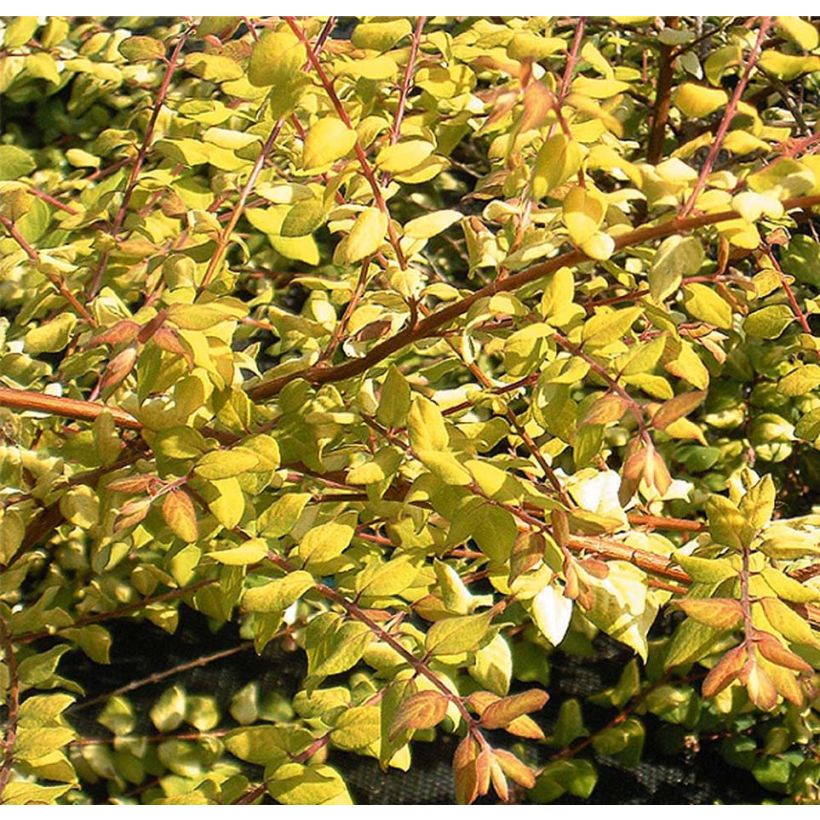 Symphoricarpos chenaultii Brain de Soleil - Baya de coral (Follaje)