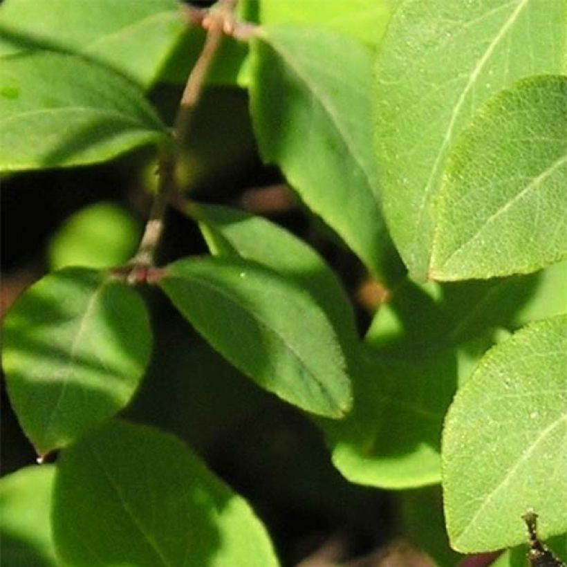 Symphoricarpos chenaultii - Baya de coral (Follaje)