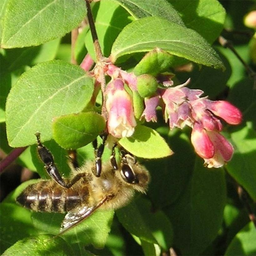 Symphoricarpos chenaultii - Baya de coral (Floración)