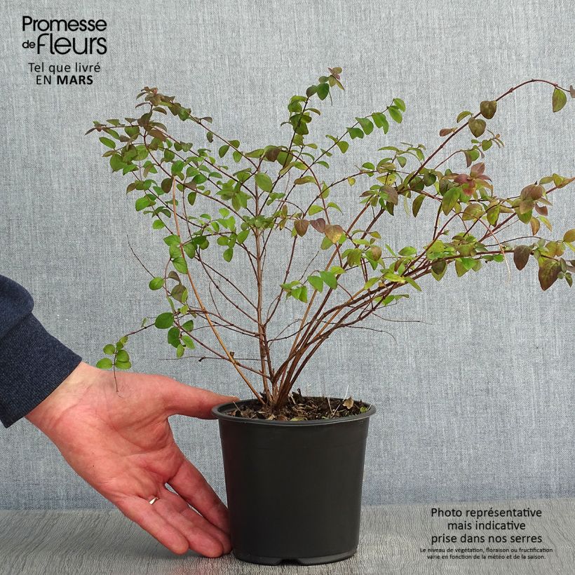 Symphoricarpos chenaultii Hancock en pot de 1L/1,5L Ejemplar entregado en invierno