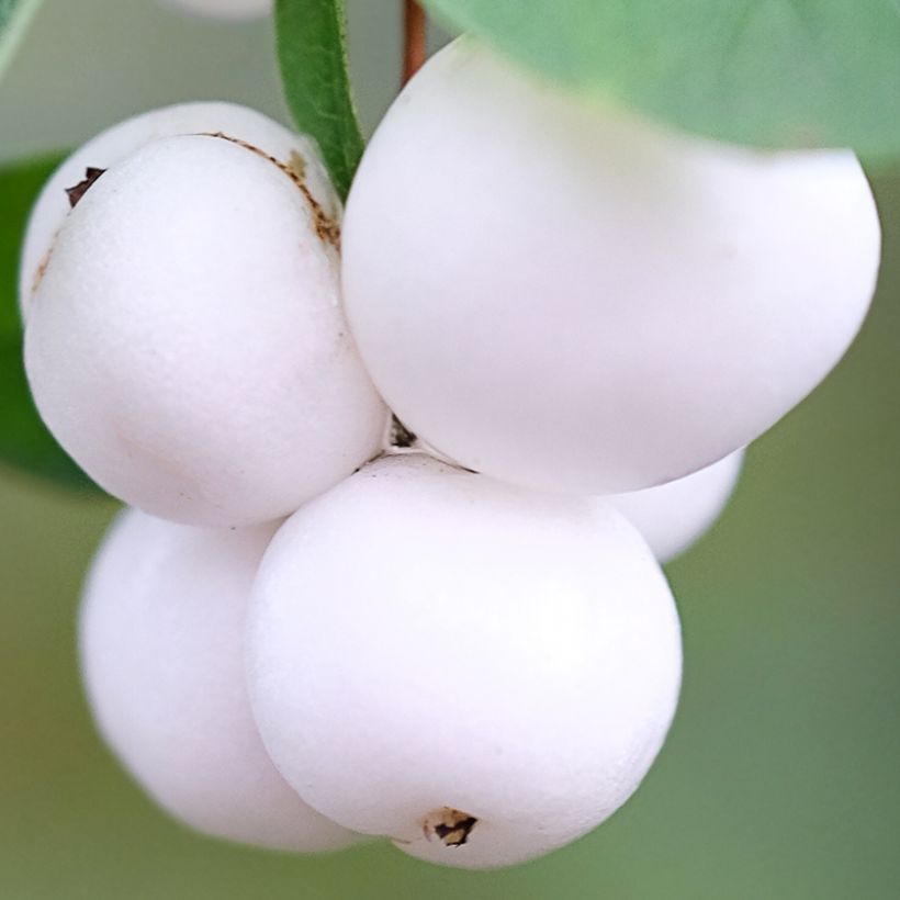 Symphoricarpos Arvid - Baya de nieve (Cosecha)