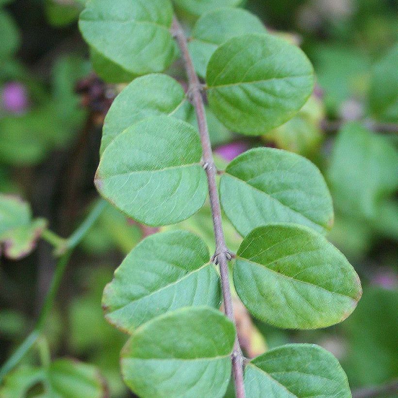 Symphoricarpos Magic Berry - Baya de coral (Follaje)