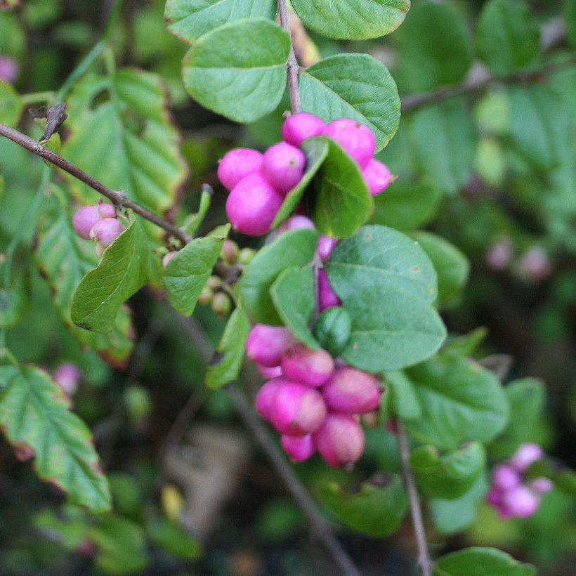 Symphoricarpos Magic Berry - Baya de coral (Cosecha)