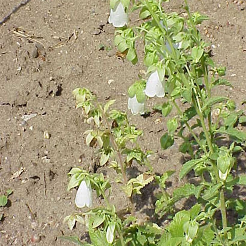 Symphyandra pendula (Floración)