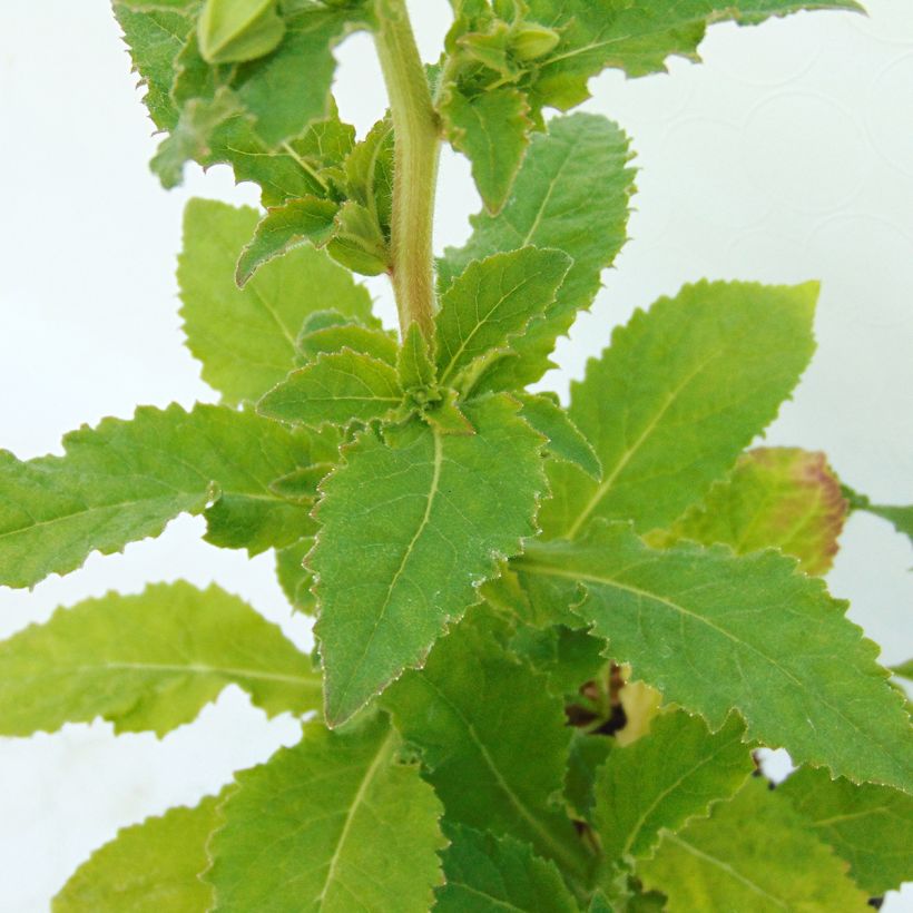 Symphyandra pendula (Follaje)