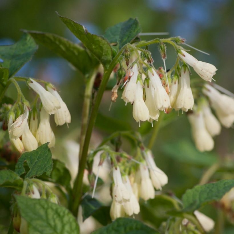 Consuelda - Symphytum grandiflorum (Floración)