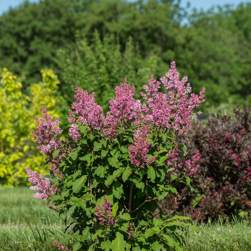 Lilas hybride Pinktini - Syringa x prestoniae  (Porte)