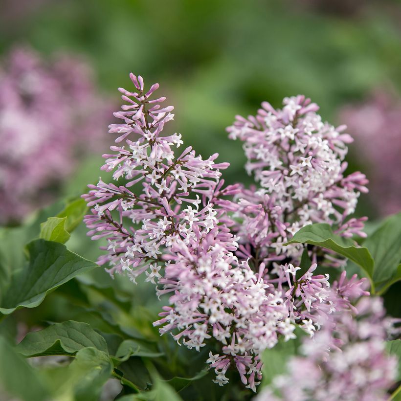 Lilas - Syringa Little Lady (Floración)