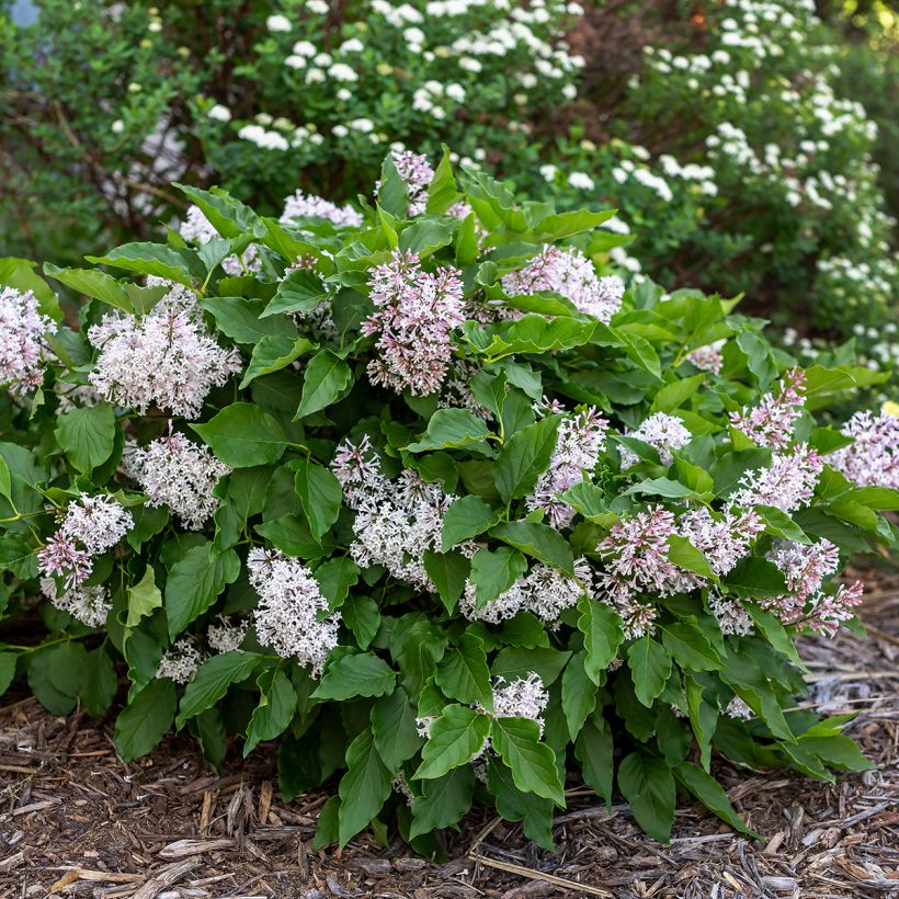 Lila Little Lady - Syringa (Porte)