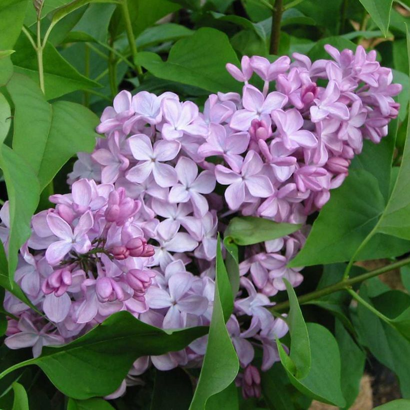 Syringa hyacinthiflora Esther Staley - Lila (Floración)