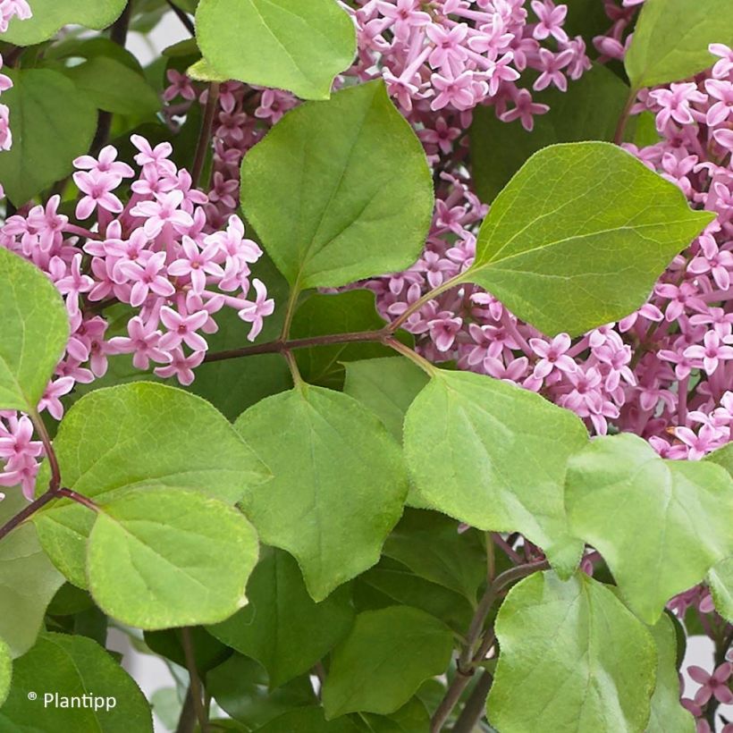 Lilo enano Flowerfesta Pink - Syringa meyeri (Follaje)