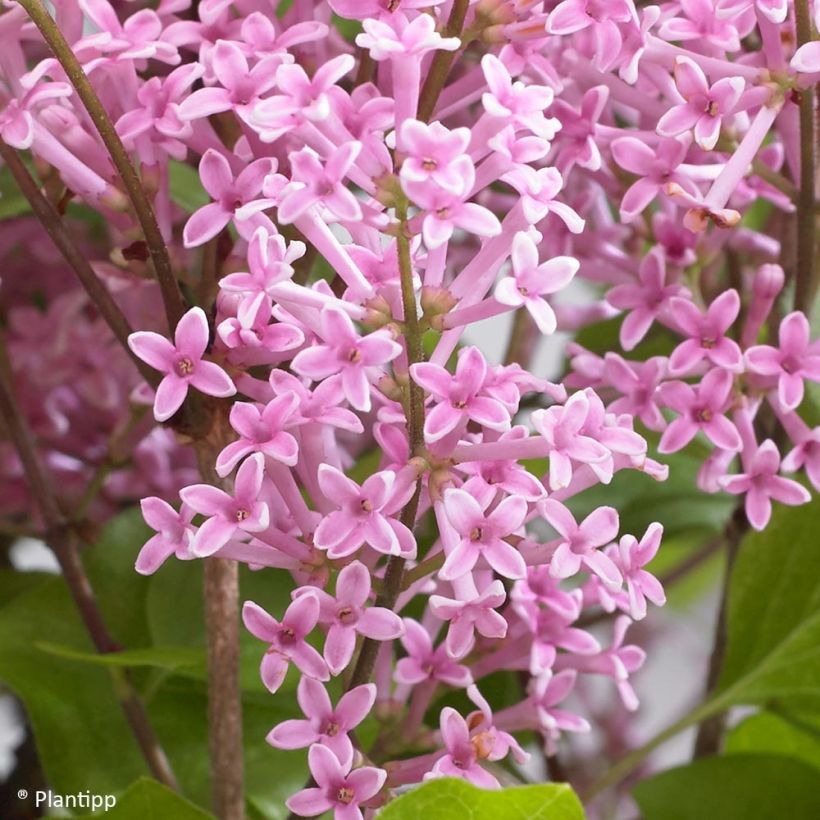 Lilo enano Flowerfesta Pink - Syringa meyeri (Floración)