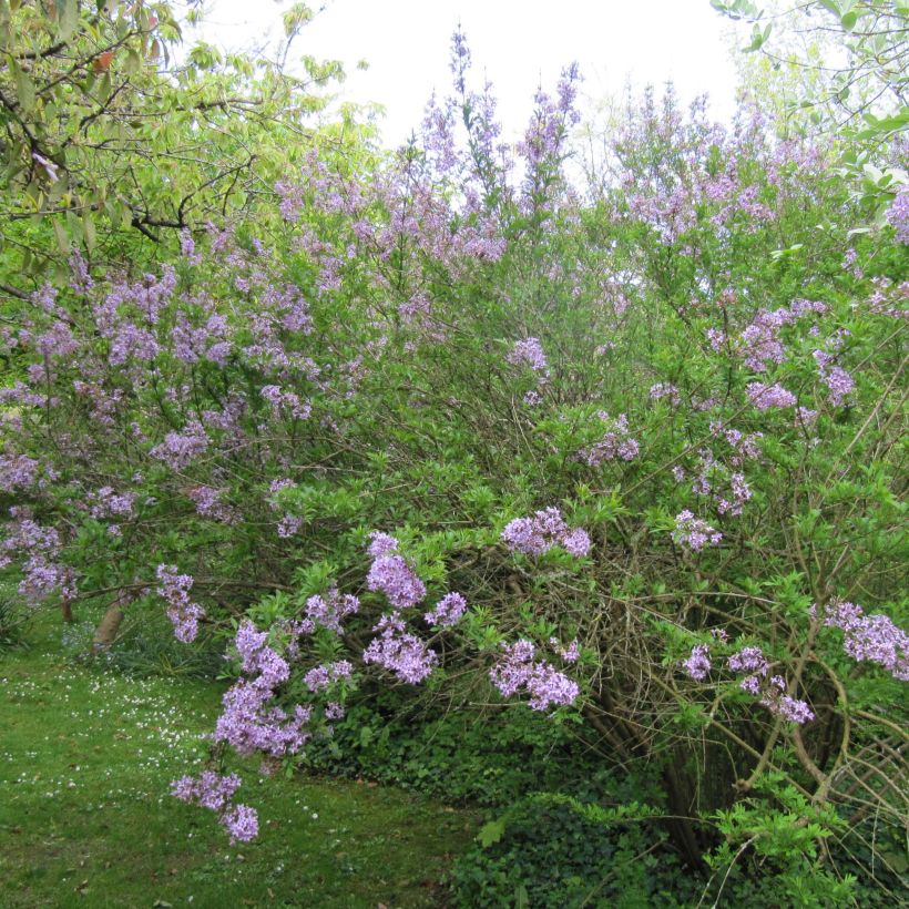 Lila var. Laciniata - Syringa persica (Porte)