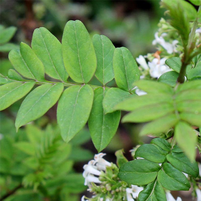 Lila pinnada - Syringa pinnatifolia (Follaje)