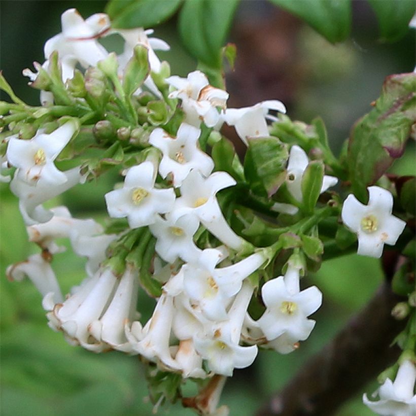 Lila pinnada - Syringa pinnatifolia (Floración)