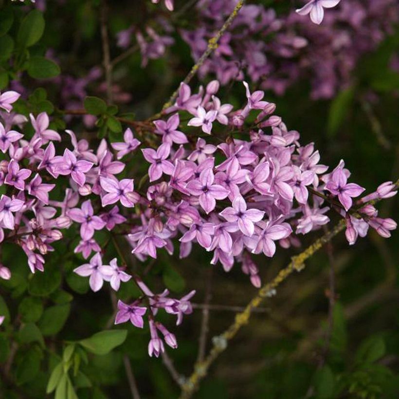 Lila Kabul - Syringa protolaciniata (Floración)