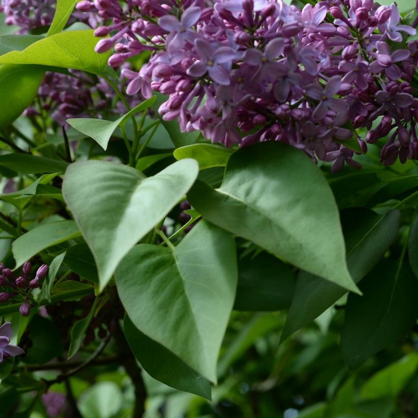 Lila común - Syringa vulgaris (Follaje)