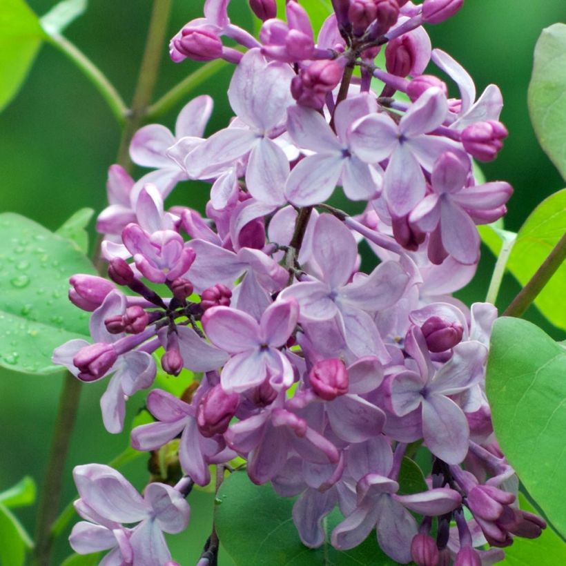 Lila común - Syringa vulgaris (Floración)