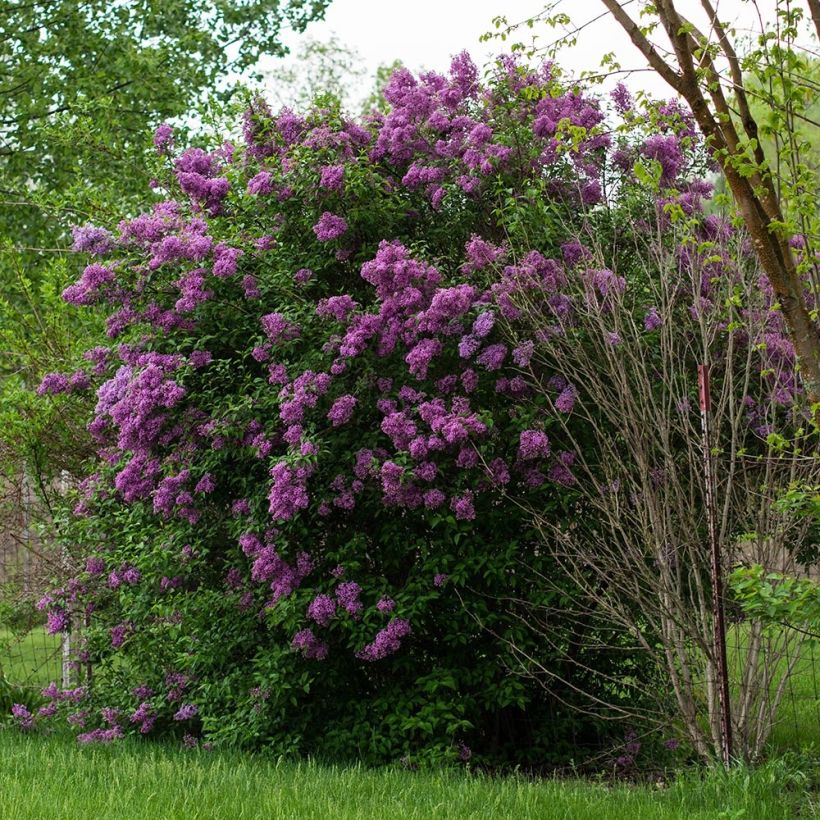 Lila común - Syringa vulgaris (Porte)