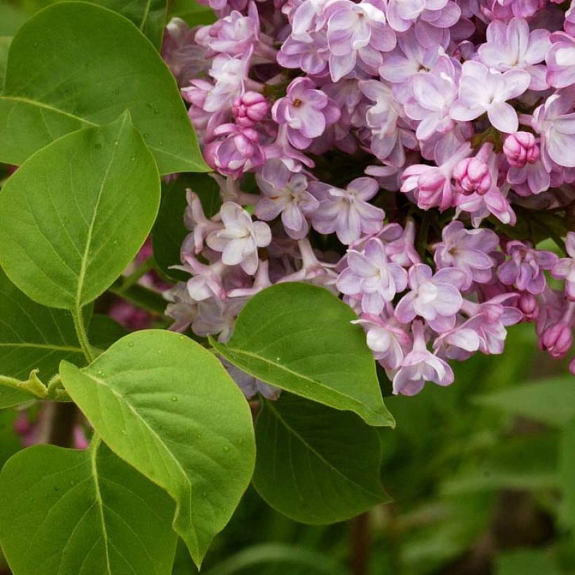 Lila Belle de Nancy - Syringa vulgaris (Follaje)