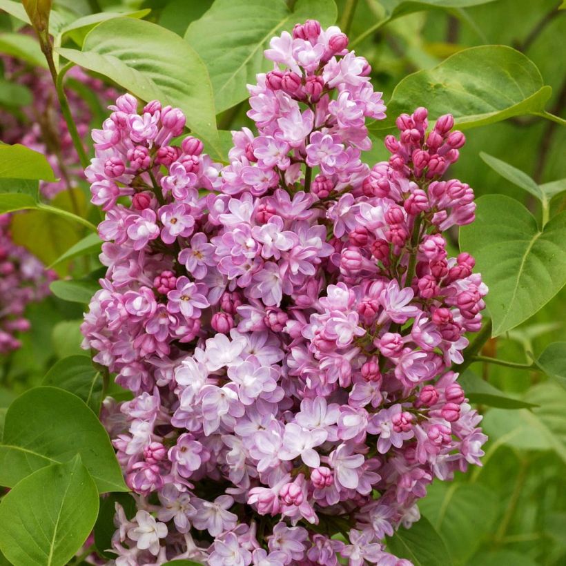 Lila Belle de Nancy - Syringa vulgaris (Floración)