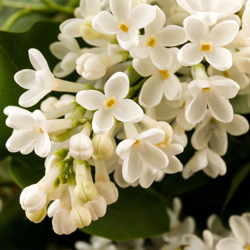 Lila Comtesse D'Harcourt - Syringa vulgaris (Floración)