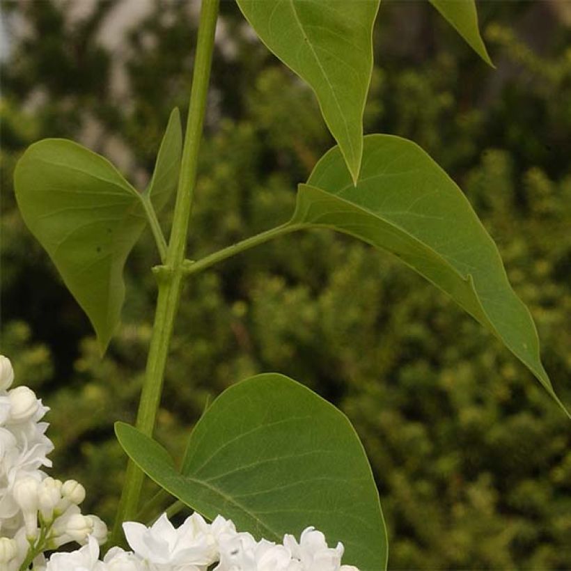 Lila Dentelle d'Anjou - Syringa vulgaris (Follaje)