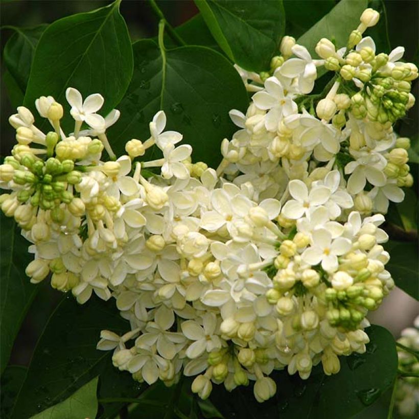 Lila Dentelle d'Anjou - Syringa vulgaris (Floración)