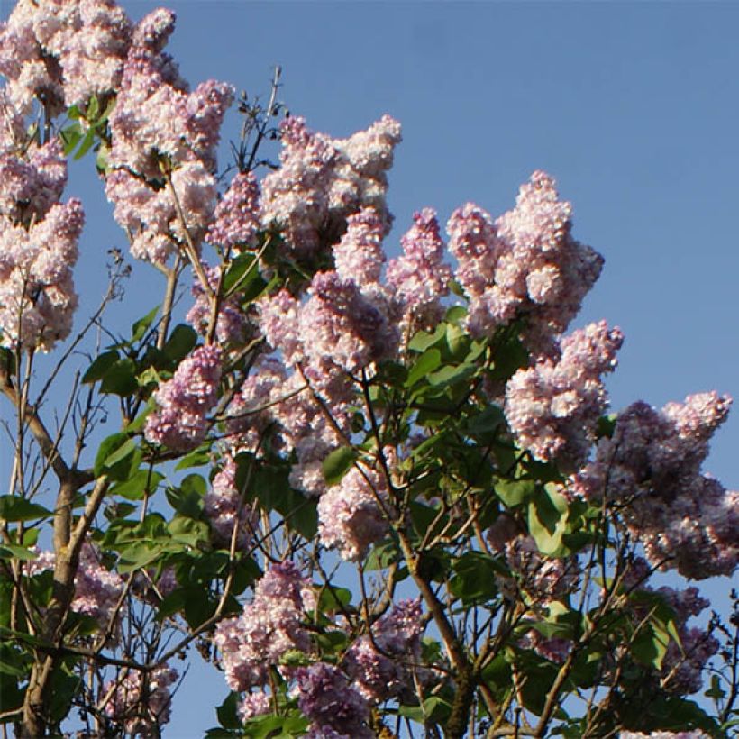 Lila Katherine Havemeyer - Syringa vulgaris (Floración)