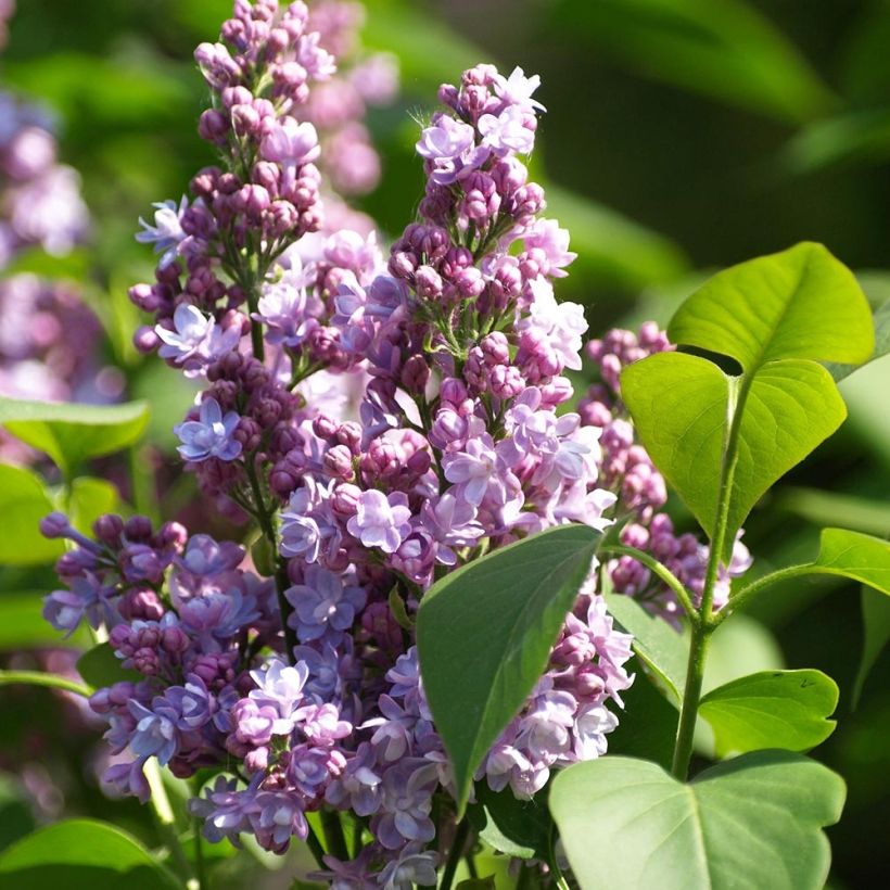 Lila Michel Buchner - Syringa vulgaris (Floración)