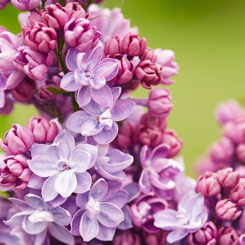 Lila Paul Thirion - Syringa vulgaris (Floración)