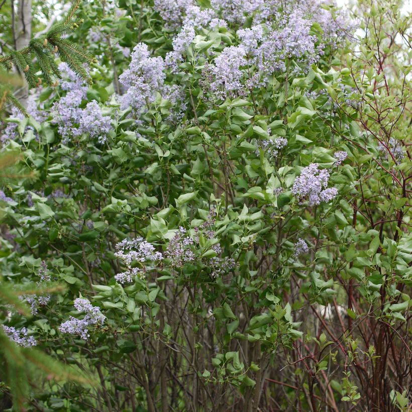 Lila Président Grevy - Syringa vulgaris (Porte)