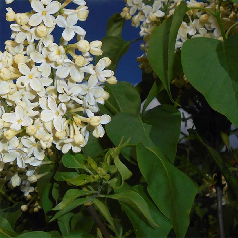 Lila Primrose - Syringa vulgaris (Follaje)