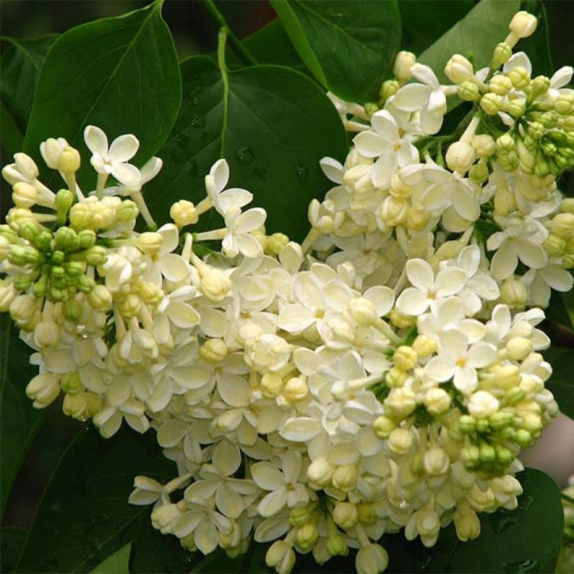 Lila Primrose - Syringa vulgaris (Floración)