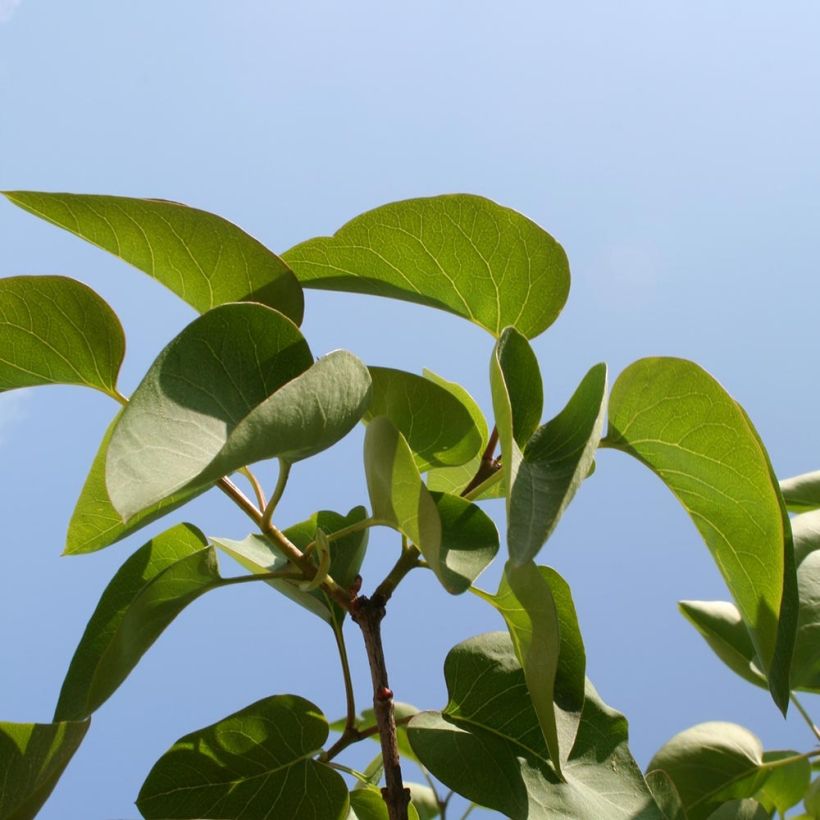 Lila Princesse Sturdza - Syringa vulgaris (Follaje)