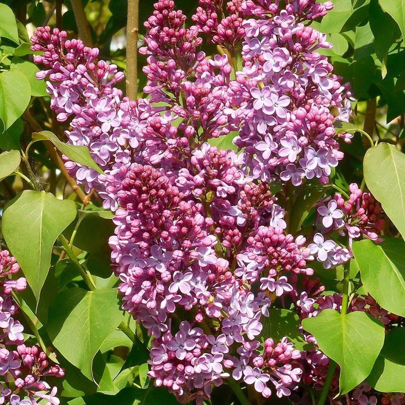 Lila Princesse Sturdza - Syringa vulgaris (Floración)