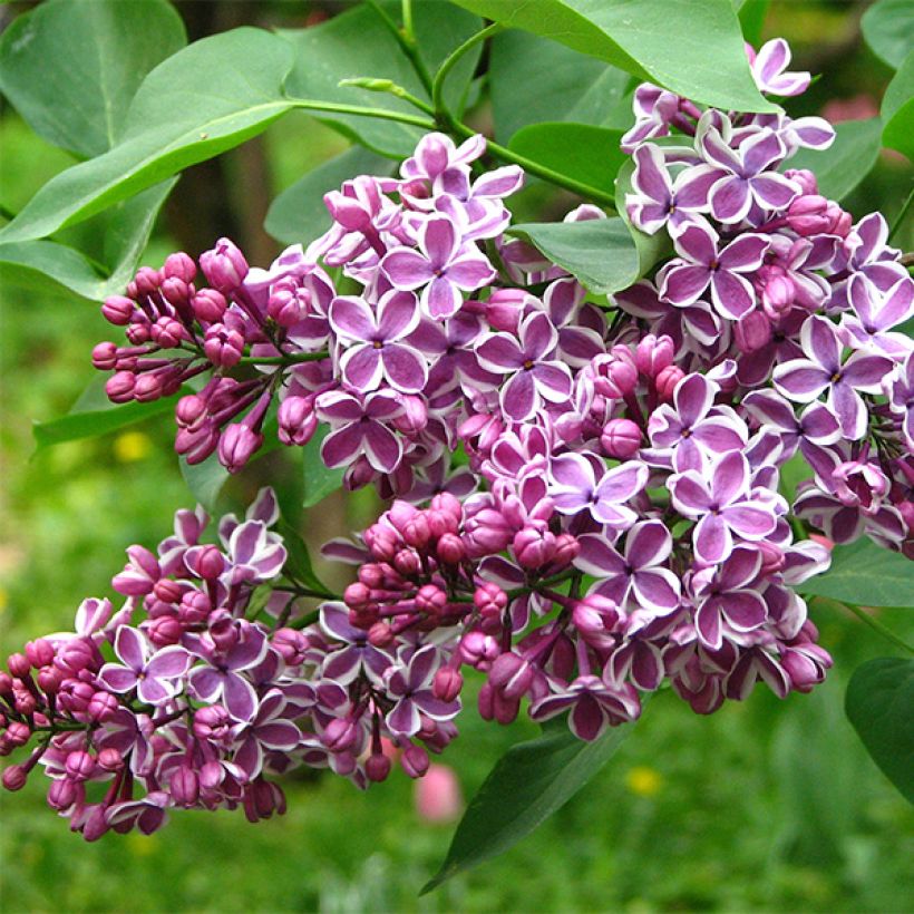 Lila Sensation - Syringa vulgaris (Floración)