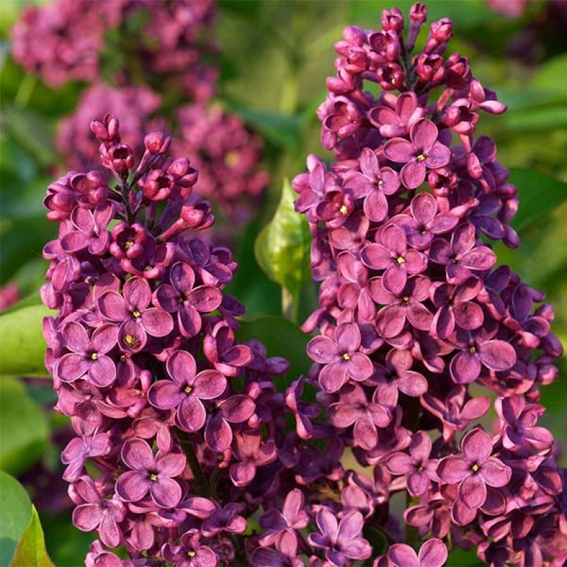 Lila Souvenir de Louis Spaeth - Syringa vulgaris (Floración)