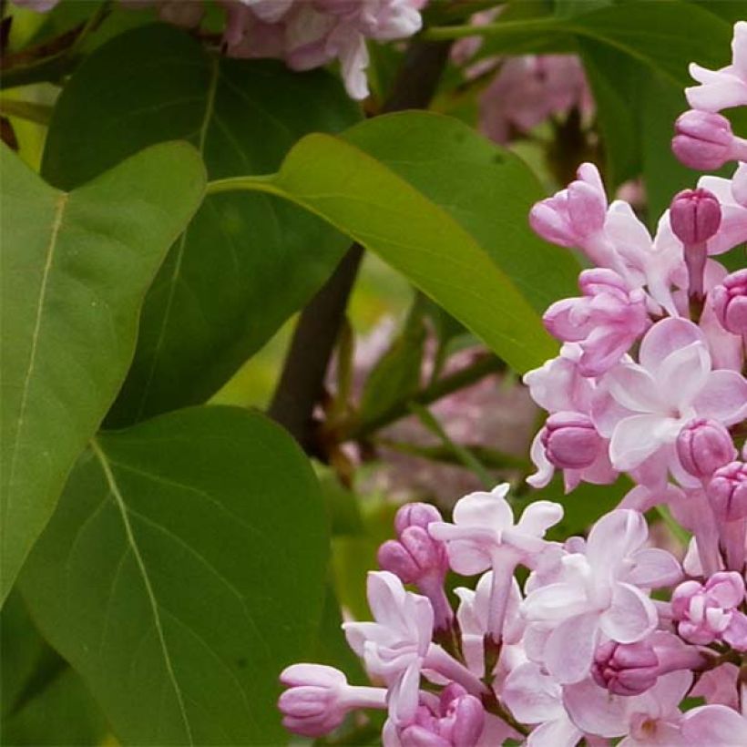 Lila Zhemchuzhina - Syringa vulgaris (Follaje)